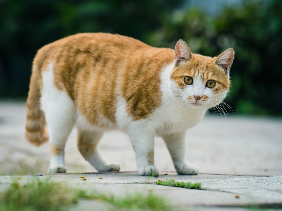 orange and white cat on gray concrete surface