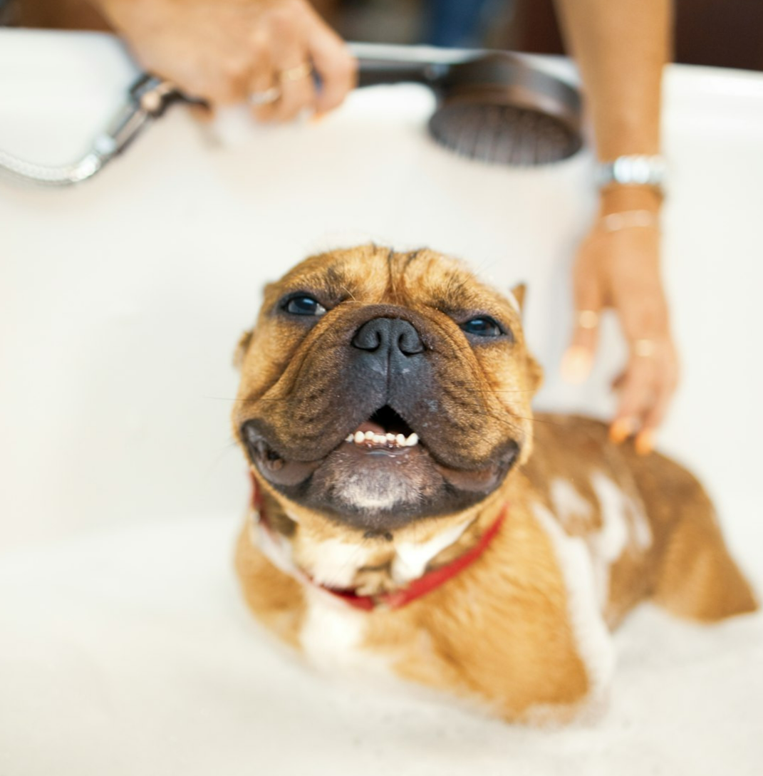brown and white short coated dog