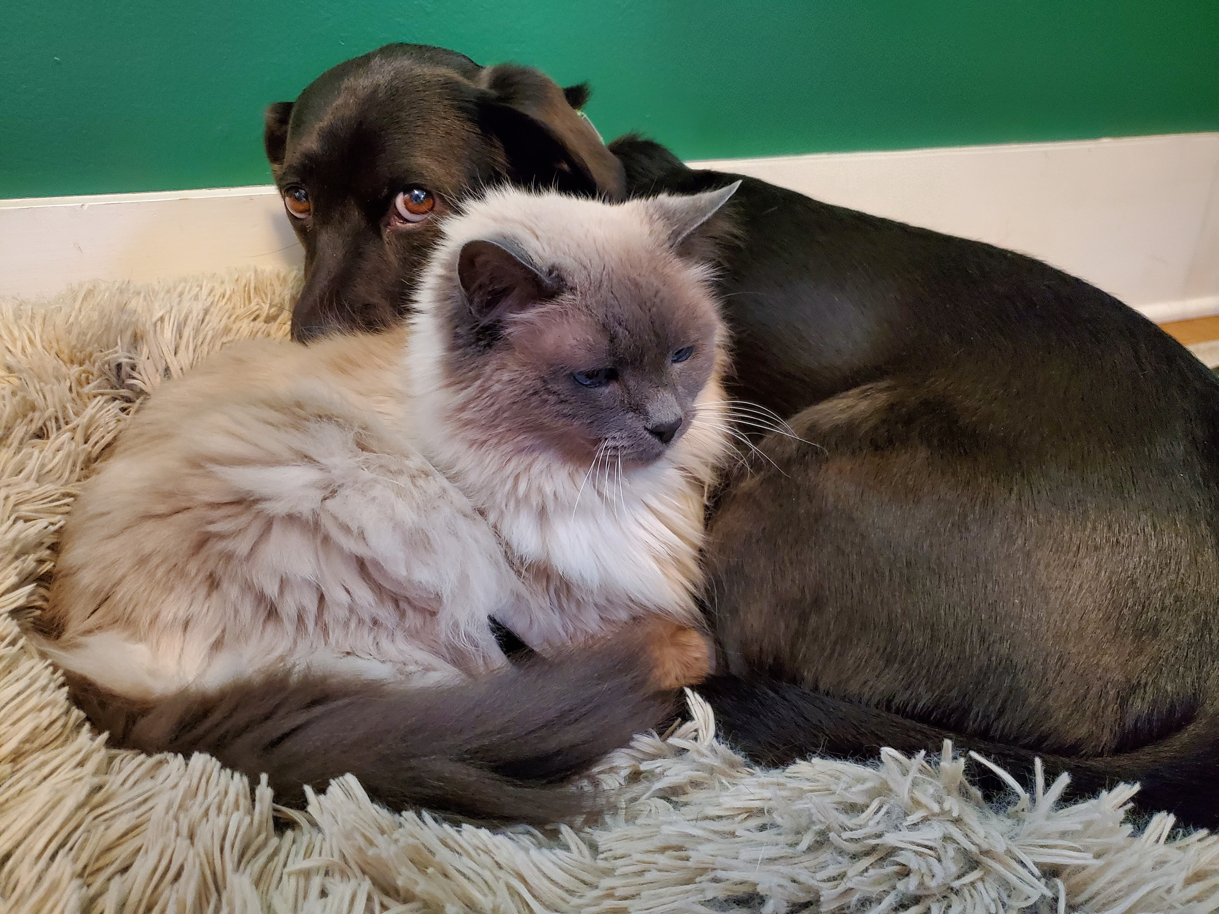 File:Cat and Dog Cuddling.jpg