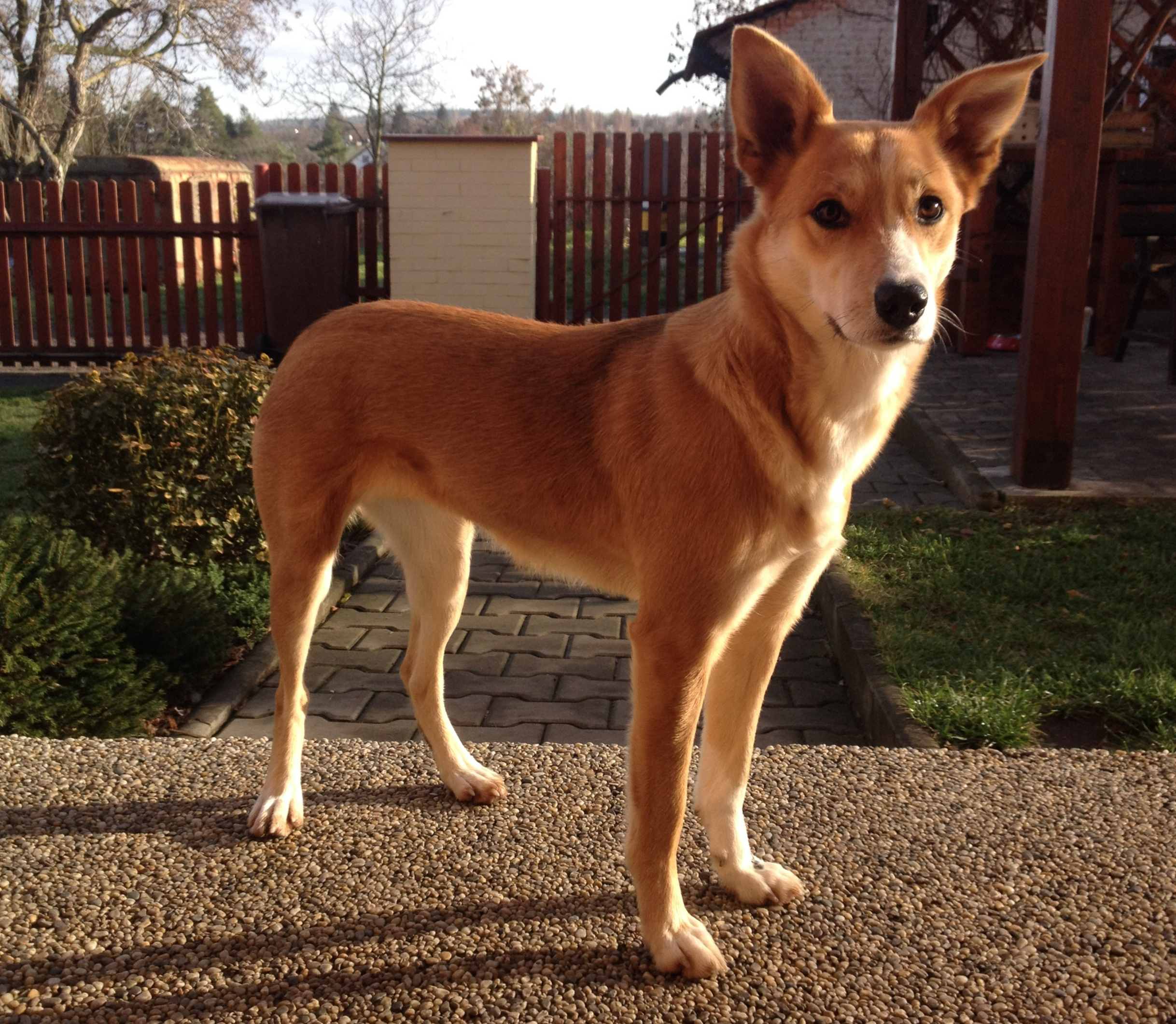 File:Karolínský pes.jpeg