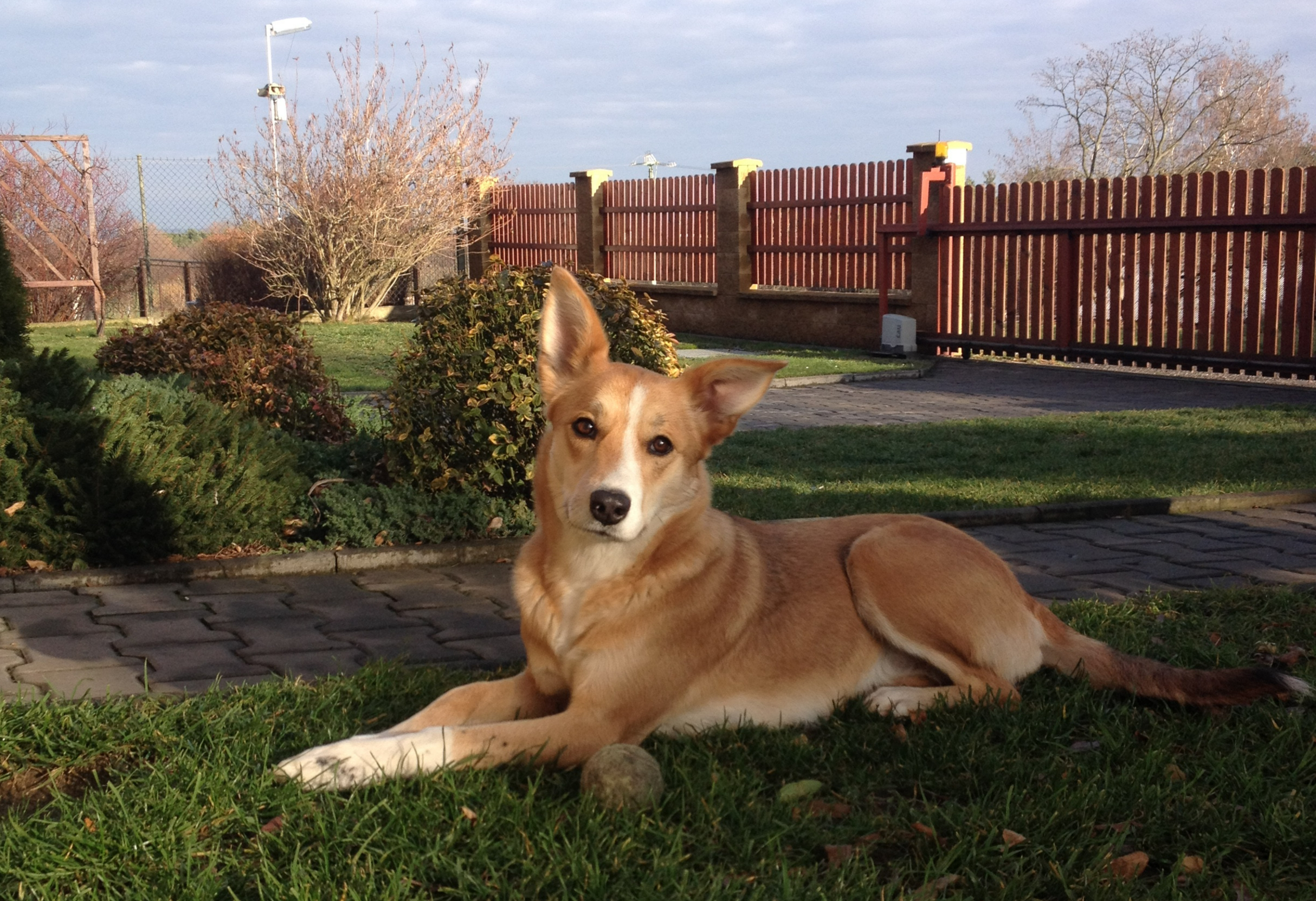 File:Karolínský Pes2.jpeg