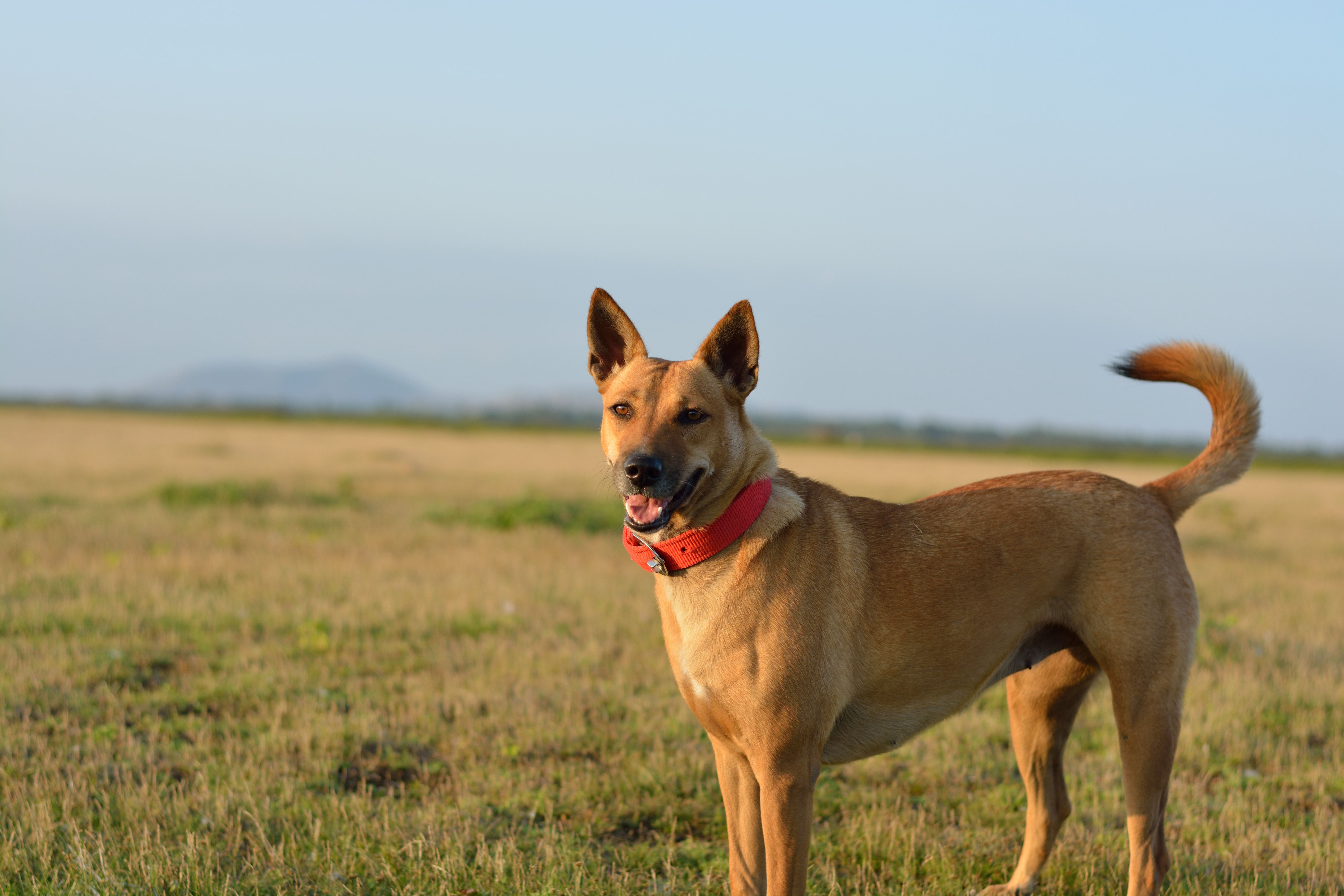 Carolinadog01