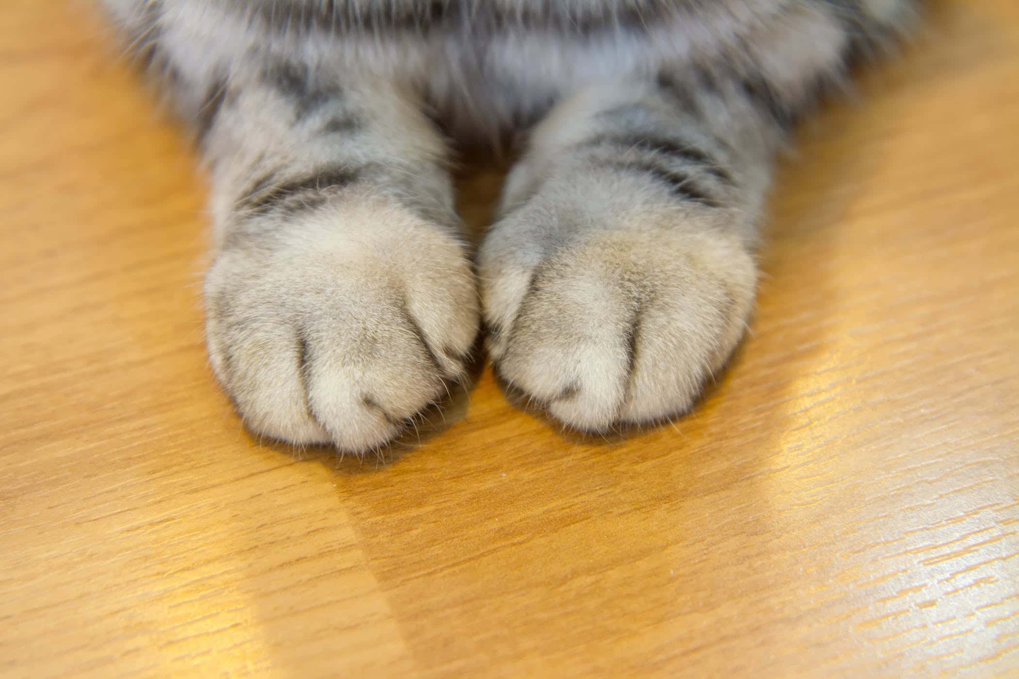 32 Pawsome Facts about Cats