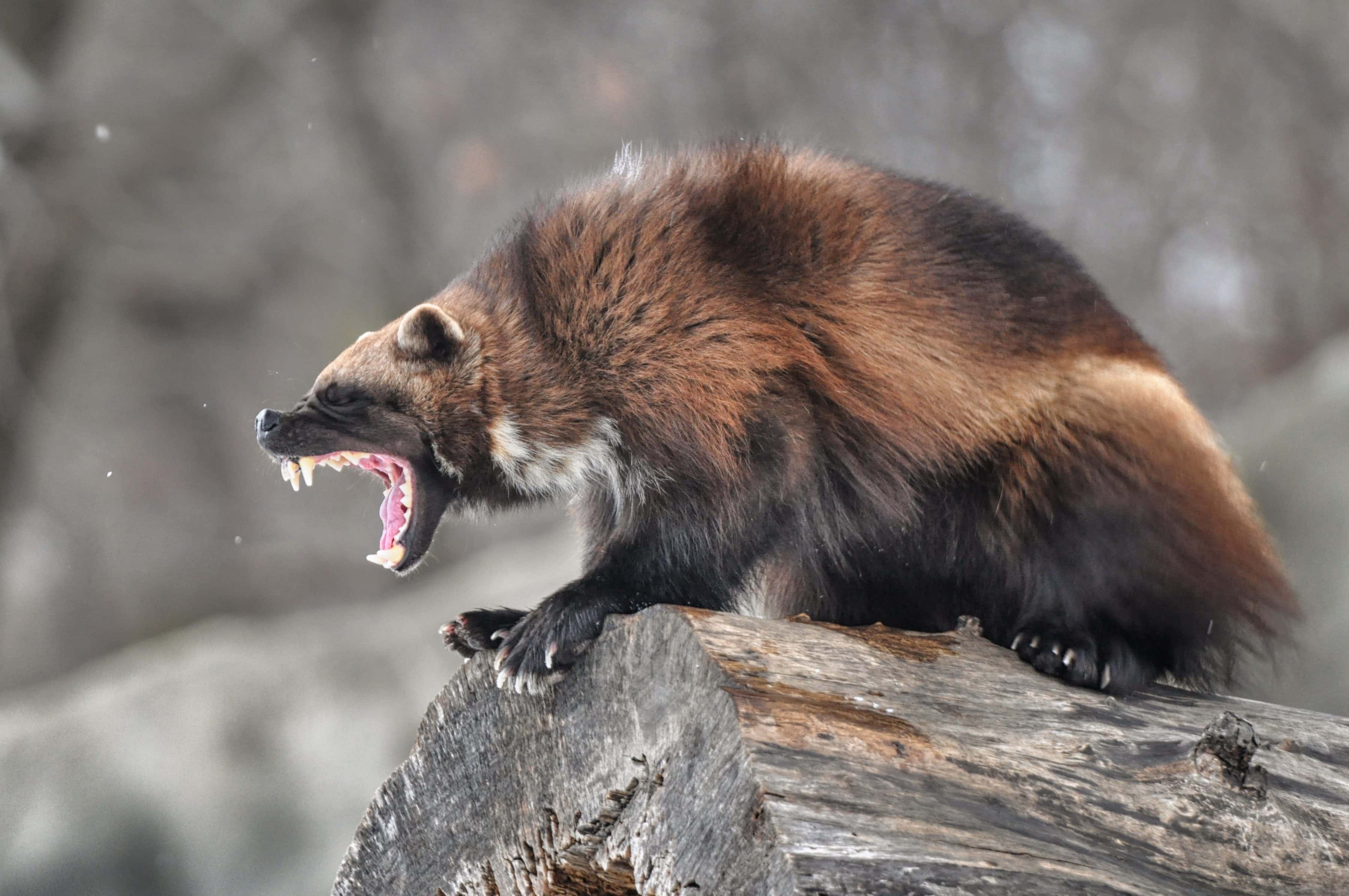 Wolverine-Animal.jpg