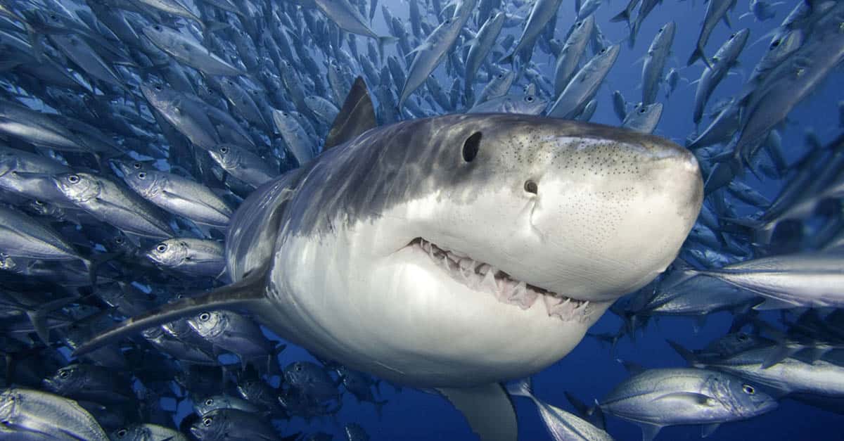 30 Finteresting Facts About Sharks