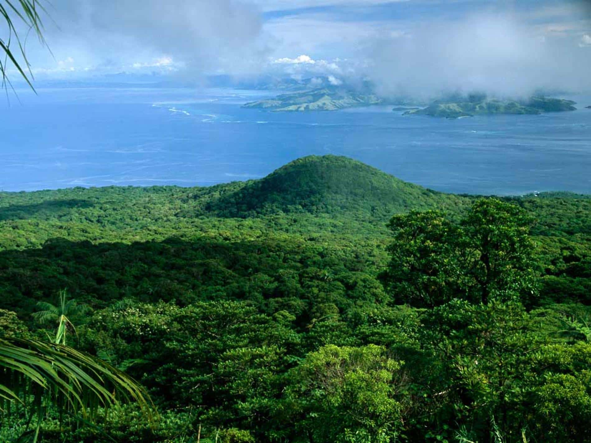 42 Astonishing Facts About Rainforests