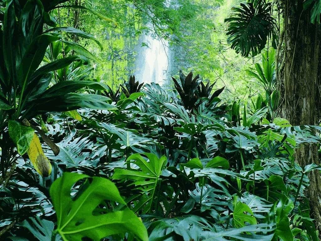 42 Astonishing Facts About Rainforests