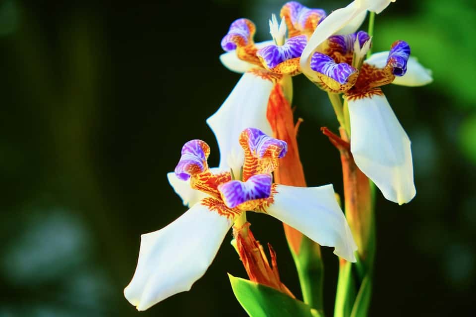 42 Astonishing Facts About Rainforests