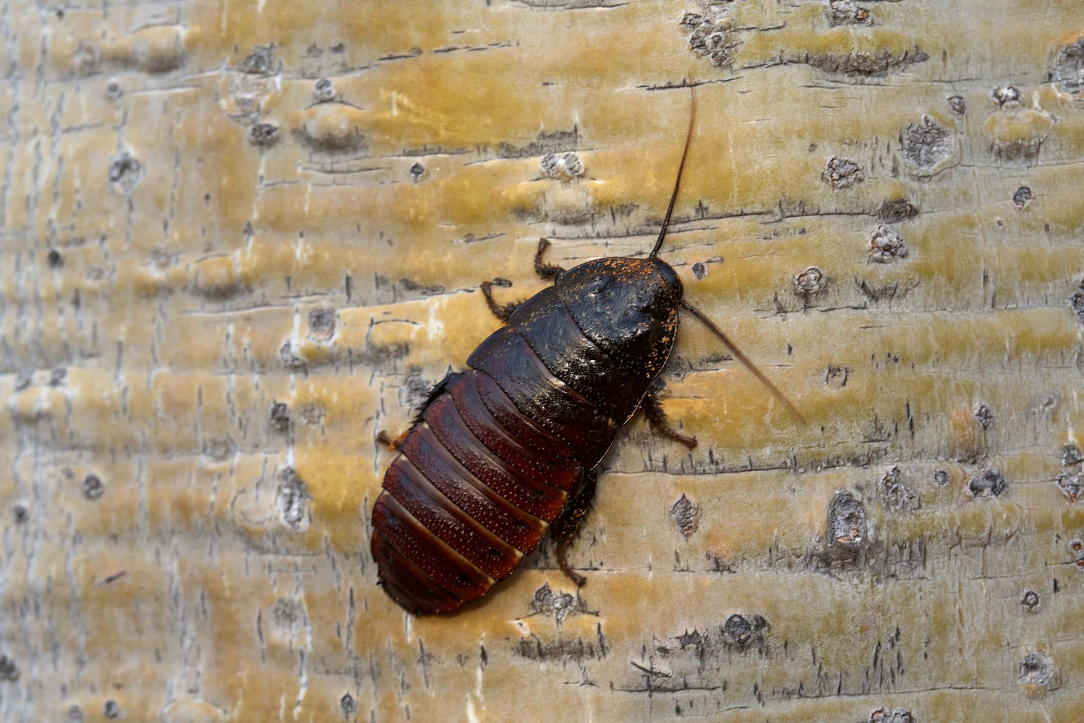 Hissing cockroach on Baobab trunk.