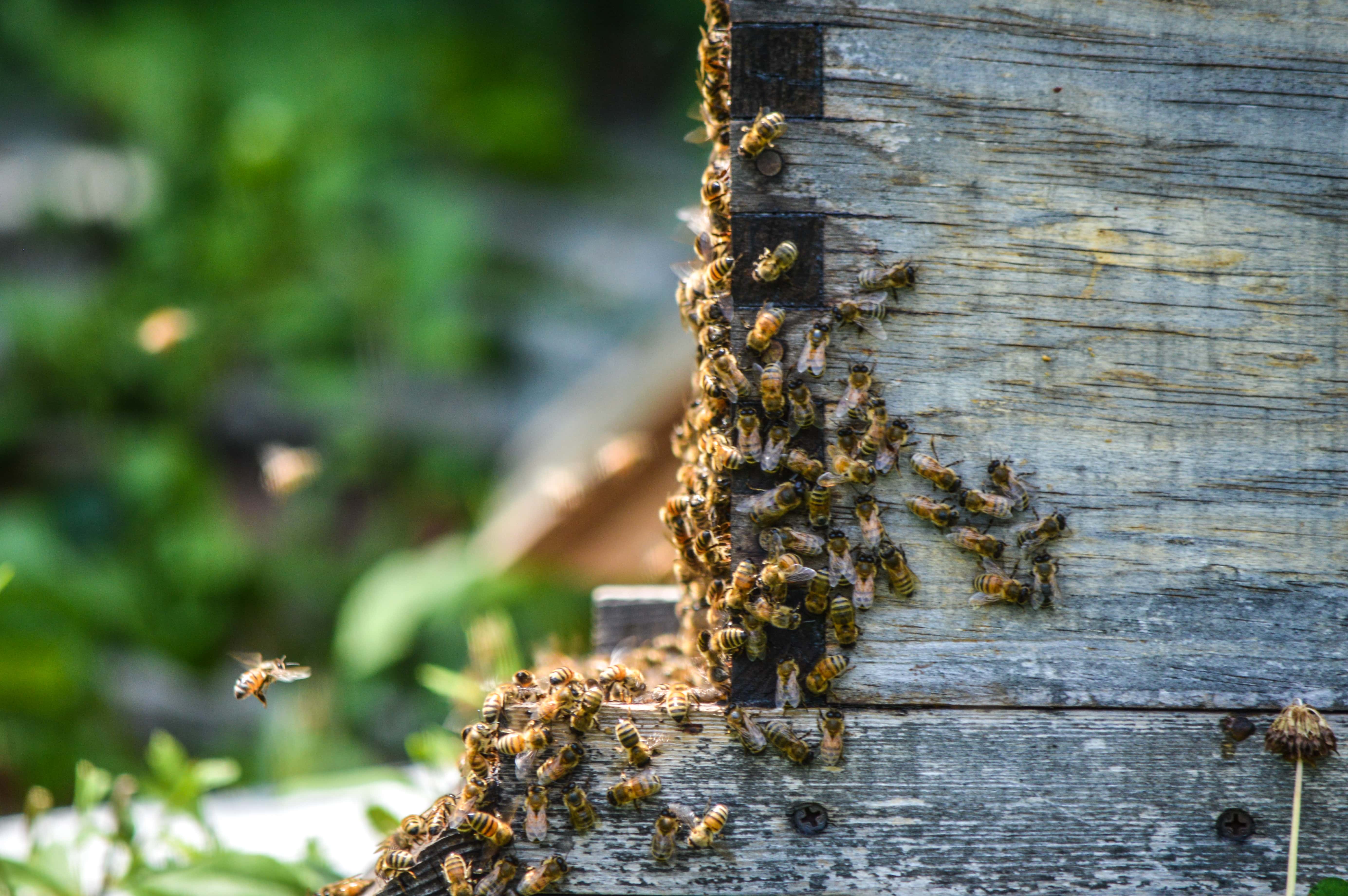 Swarm of honey bees on the side of a Langstroth beehive.