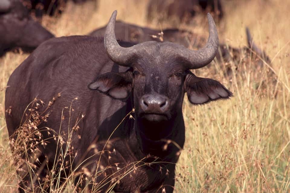 cape-buffalo-842718_960_720.jpg