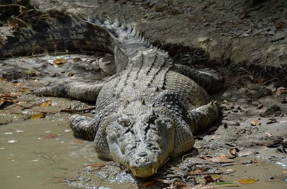 saltwater-crocodile-4124182_960_720.jpg