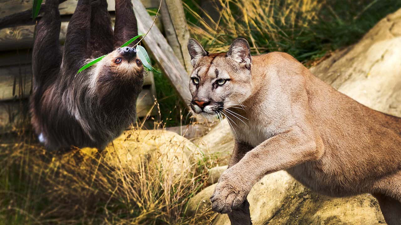 42 Slow Facts About Sloths Page 2 of 42