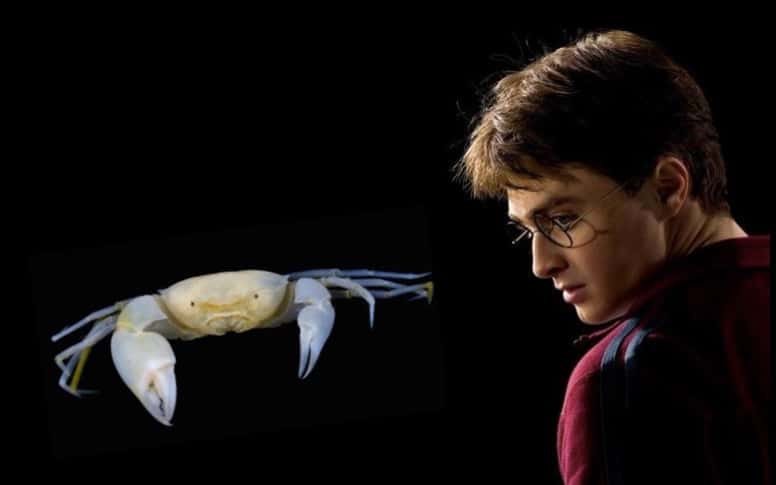 Snape Crab Fact Harry Potter