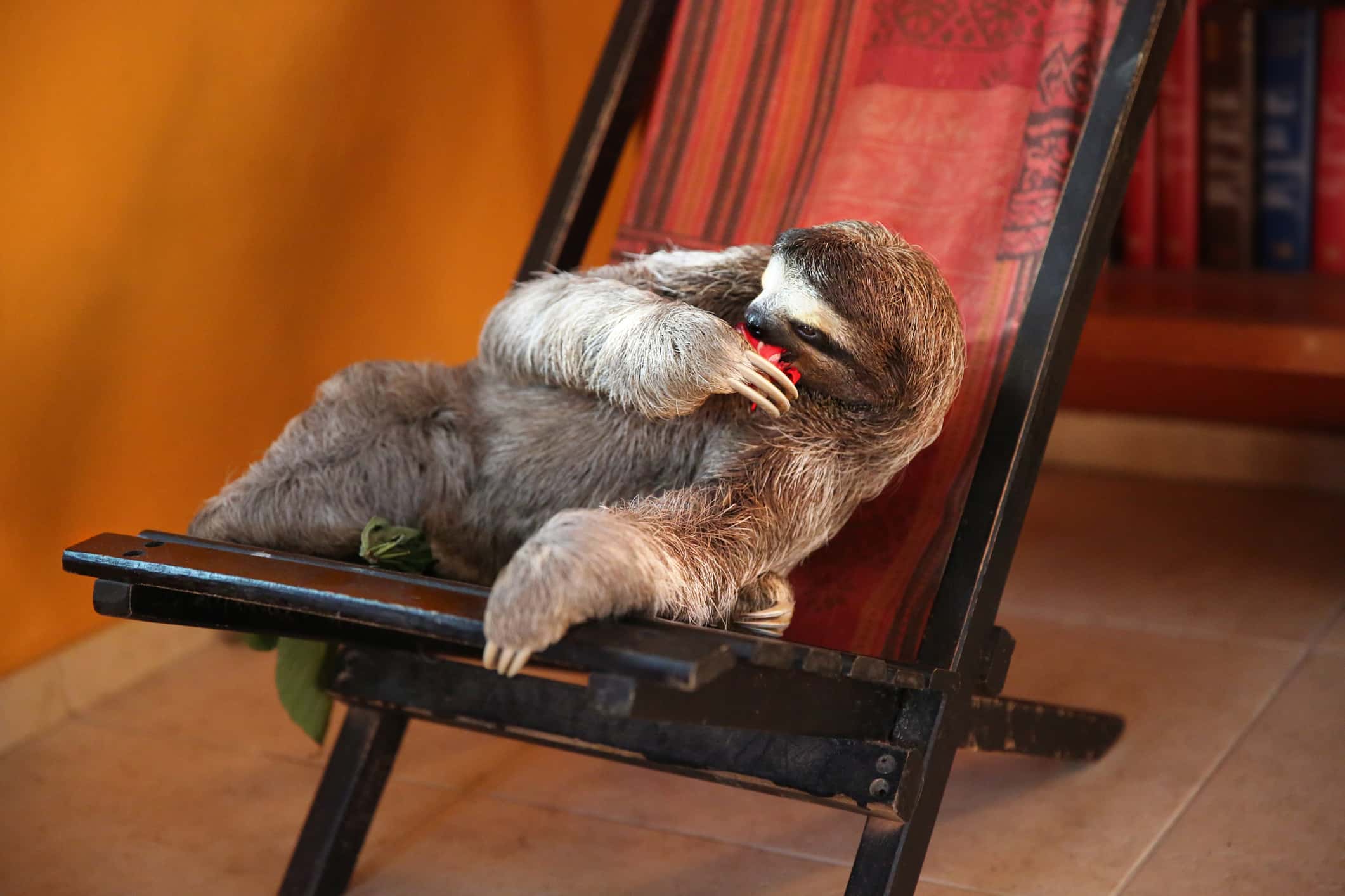Happy, sloth relaxing in chair and eating Hibiscus Flowers
