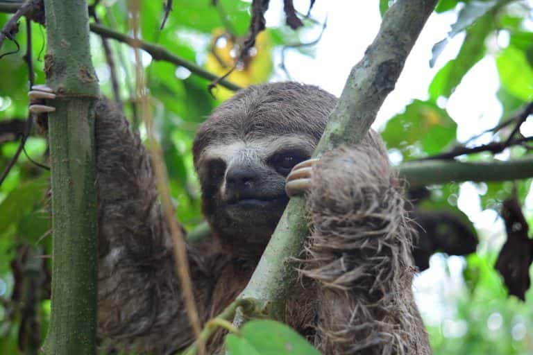 42 Slow Facts About Sloths