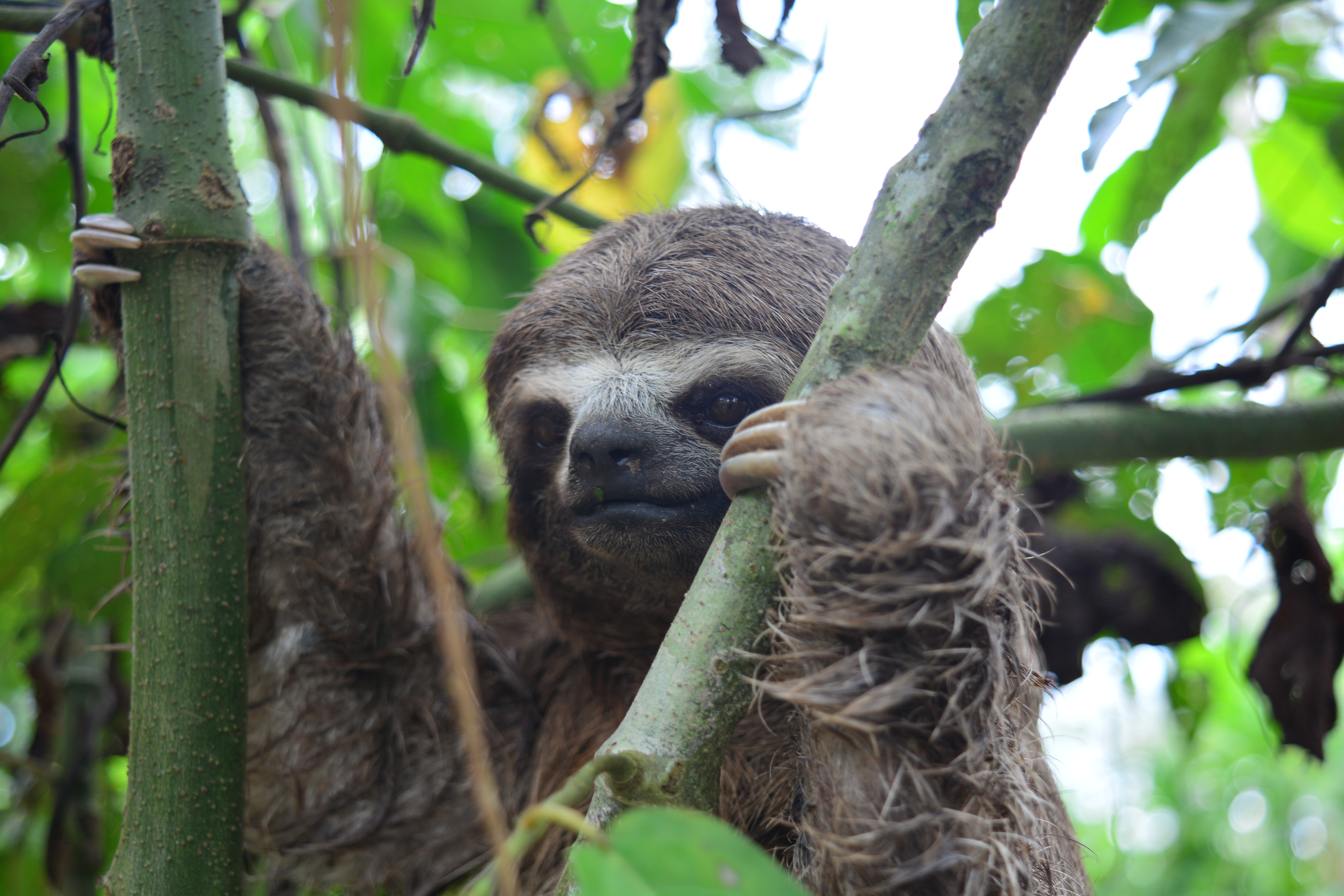 Sloths Facts