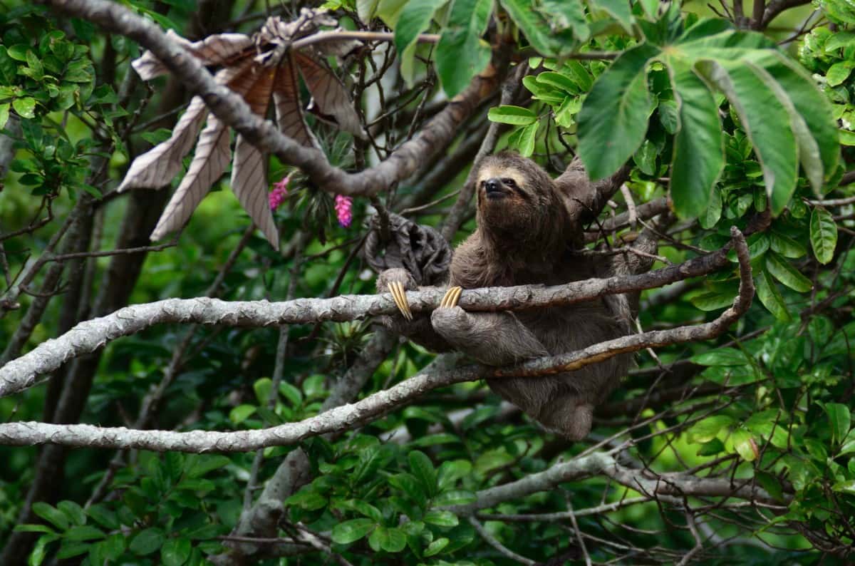 Sloths Facts