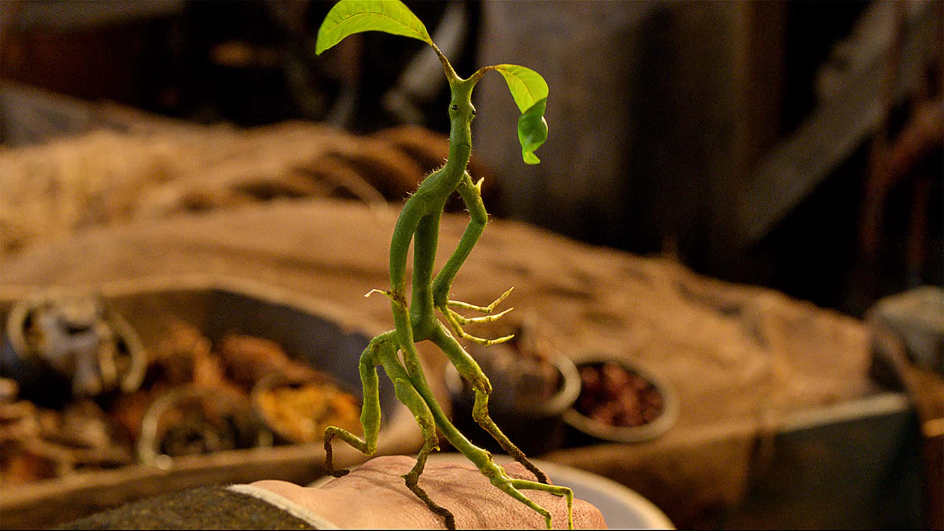 harry potter facts fantastic beast bowtruckle