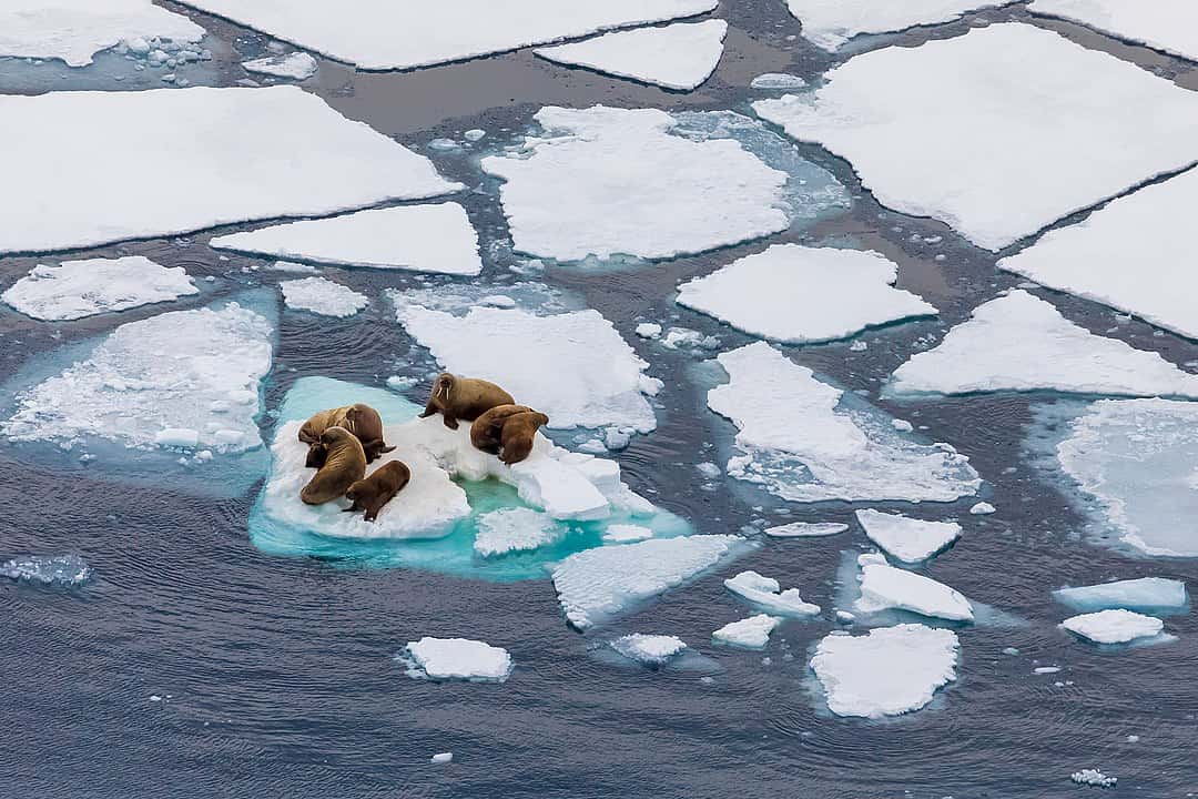 Polar Exploration facts