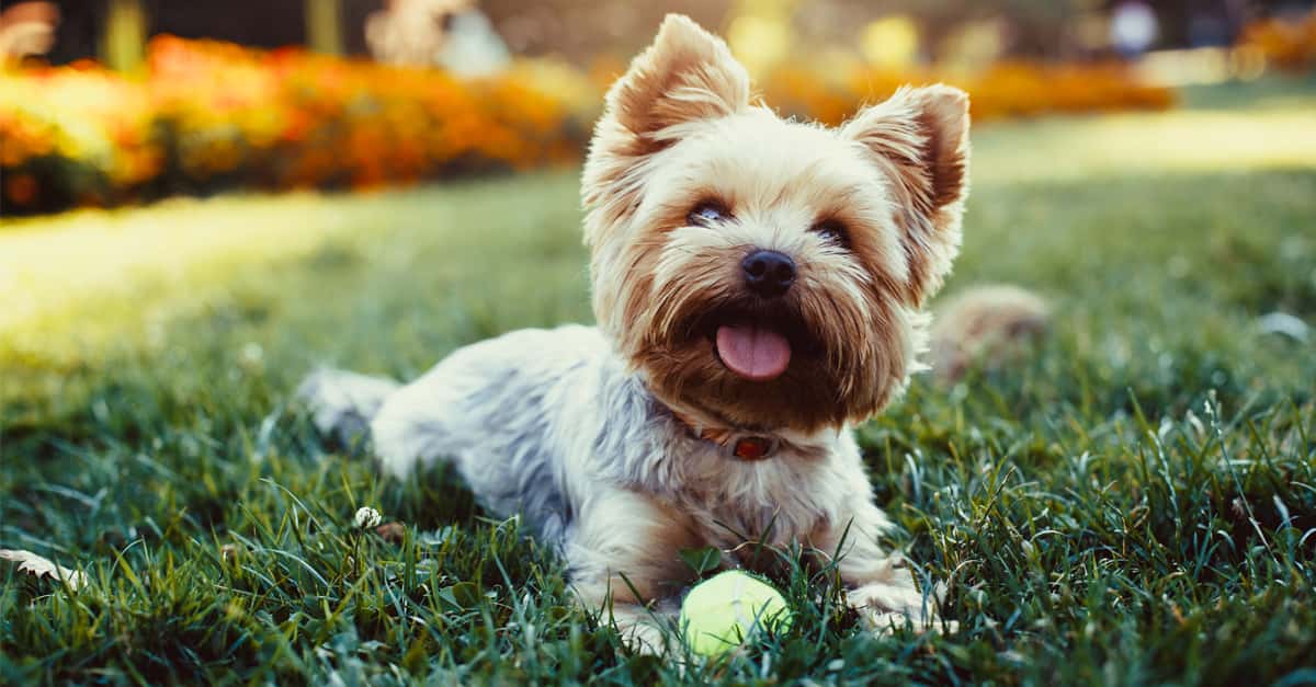 10 Pawesome Facts About Dogs Factinate