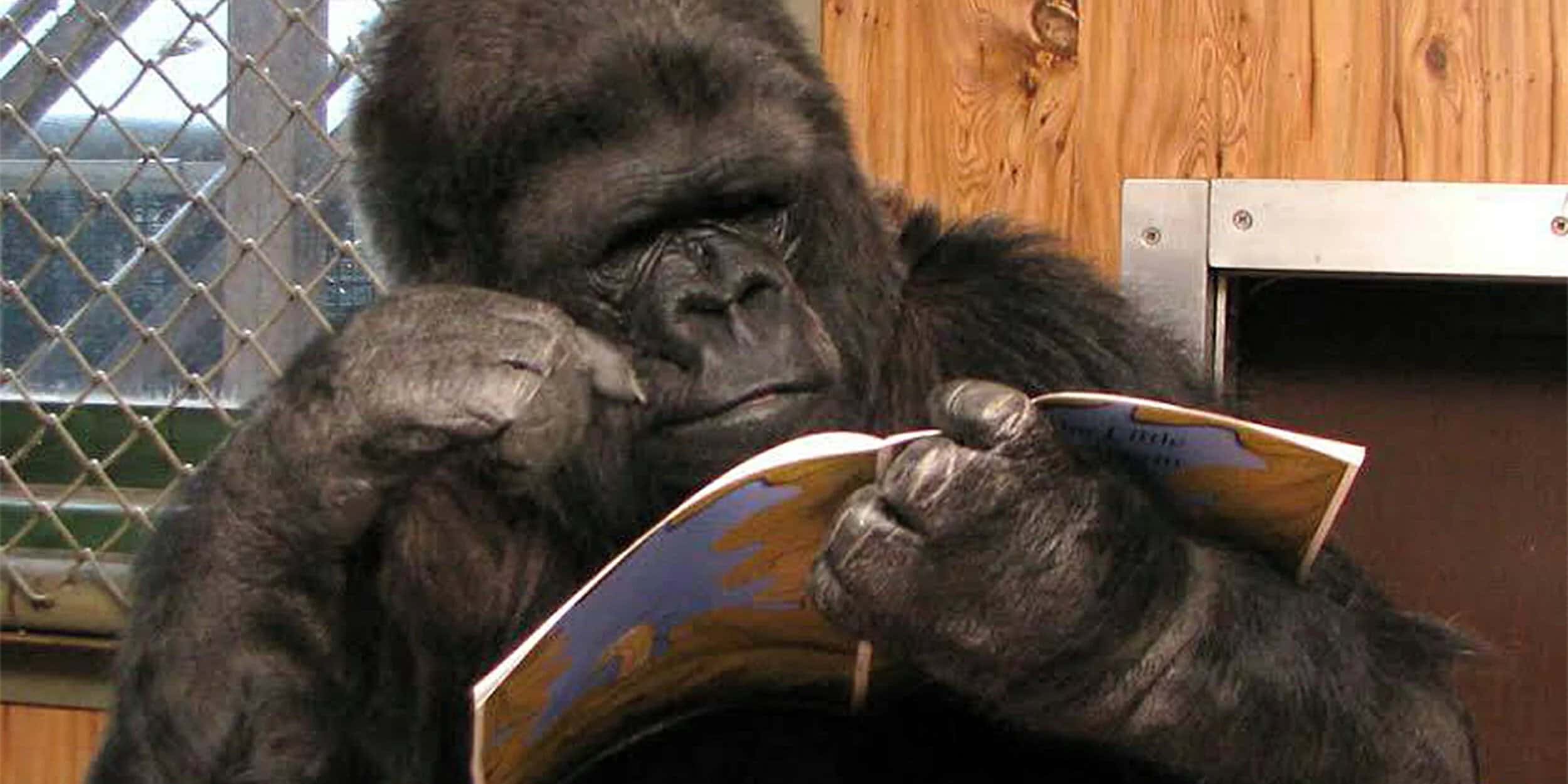 44 Heartwarming Facts About Koko, The Gorilla Who Knew Sign Language