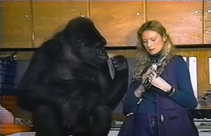 Koko The Gorilla facts