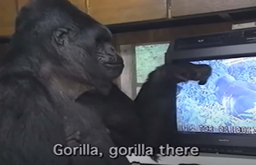 Koko The Gorilla facts