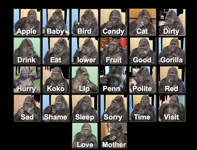 44 Heartwarming Facts About Koko, The Gorilla Who Knew Sign Language