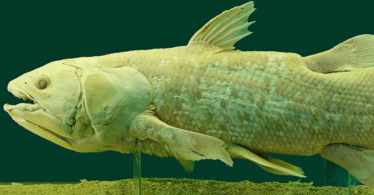 Superancient Deepsea King Coelacanth Ultimate Rare PTDN-EN034 NM R0V 