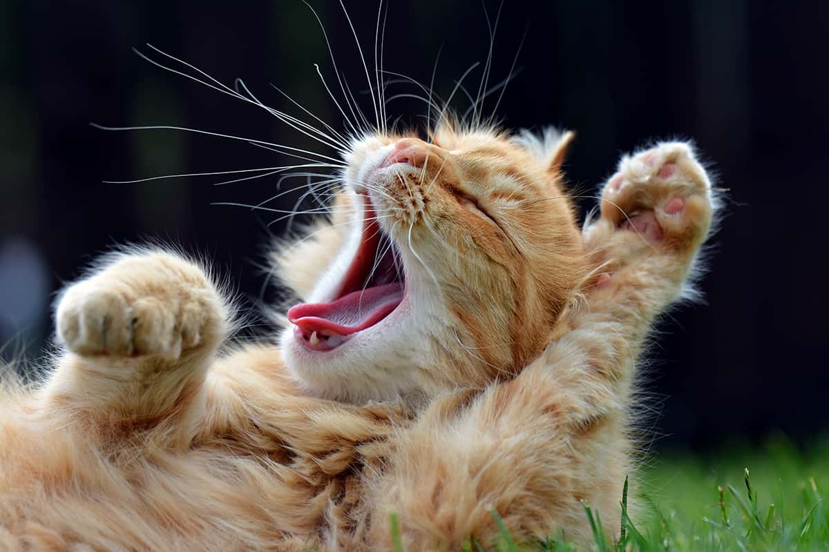 Why Do We Yawn?