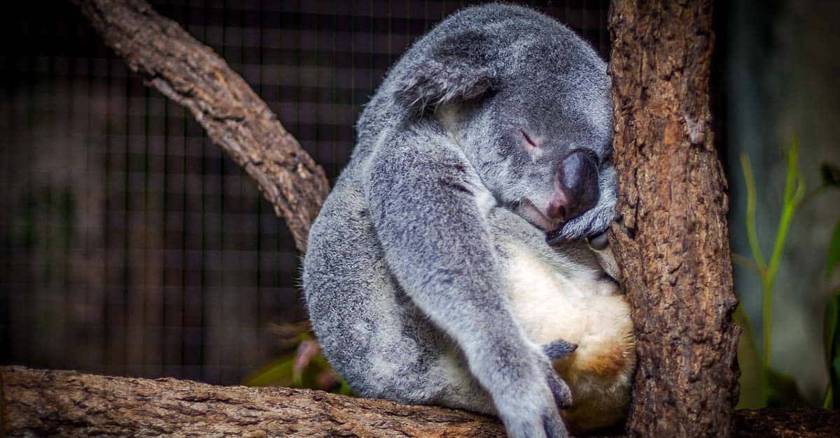 Why Do Koalas Sleep So Mucb?