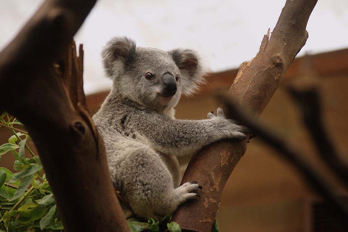 Why Do Koalas Sleep So Much?