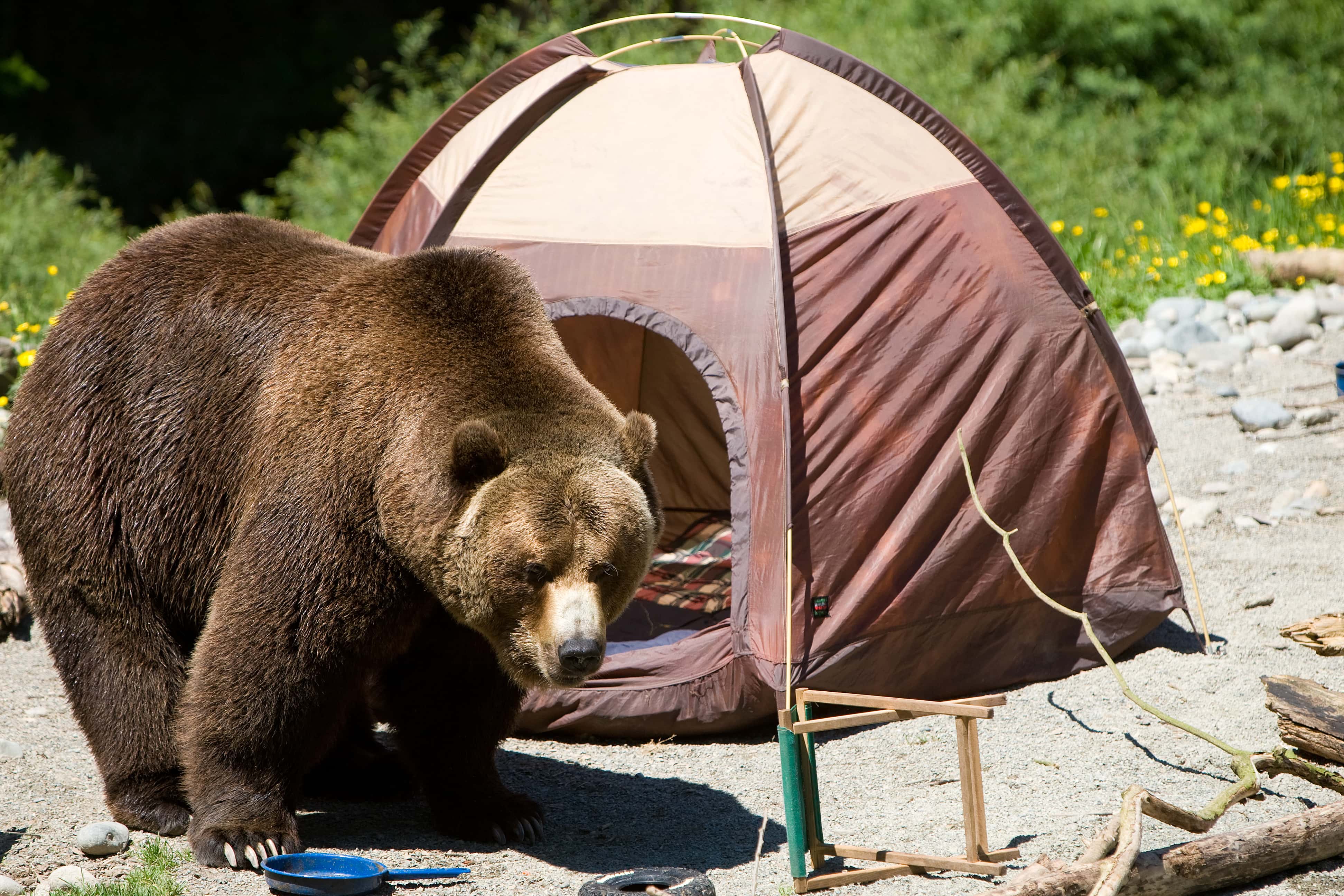 Terrifying Camping Experiences facts