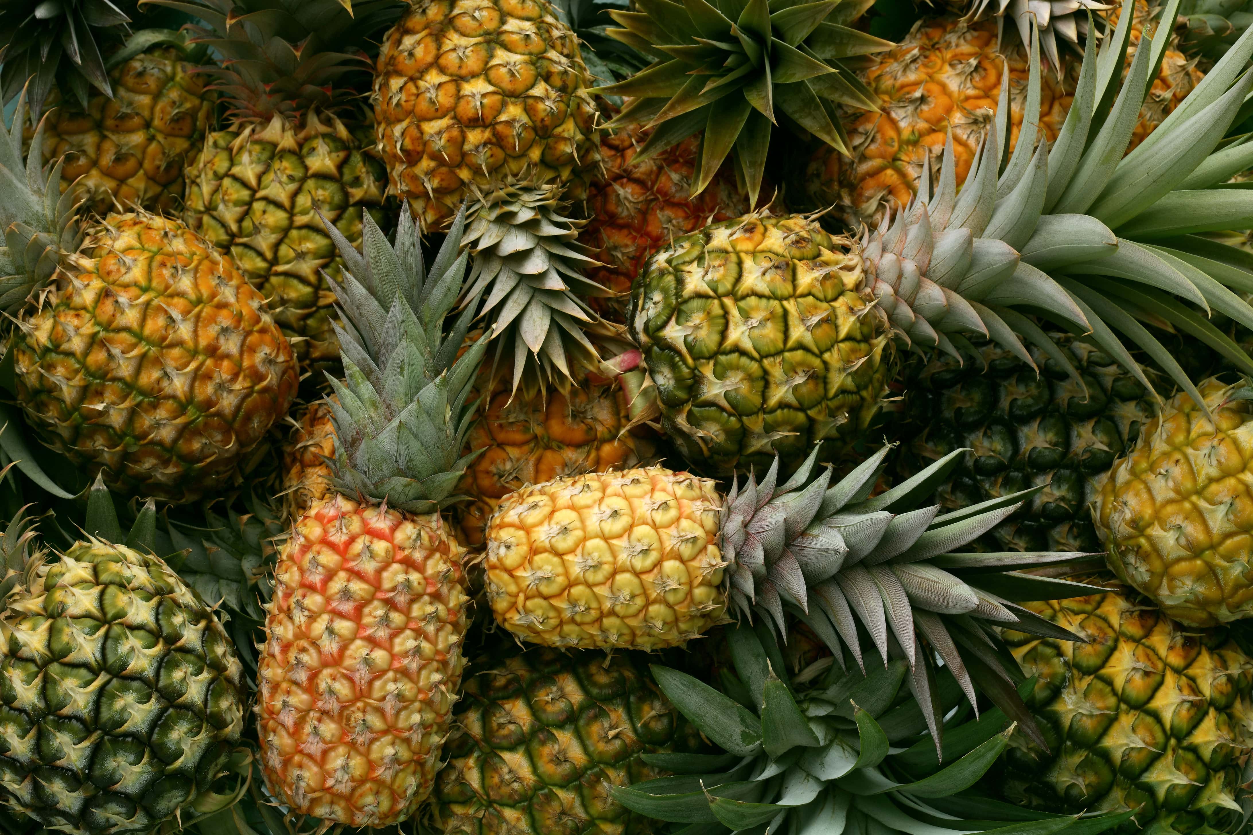 Pineapple Editorial