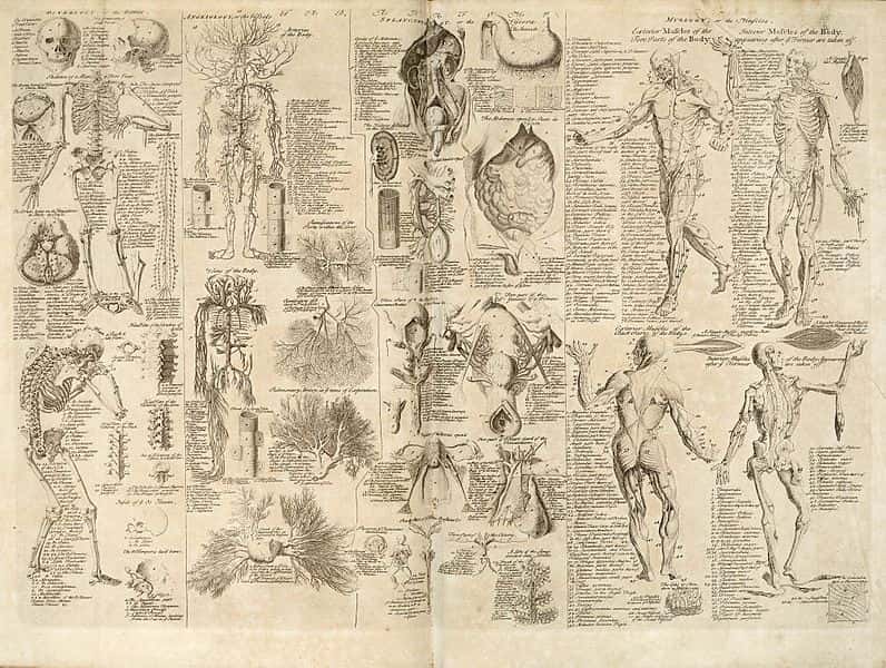 Burke’s Bones: The Grisly Origins Of Human Anatomy