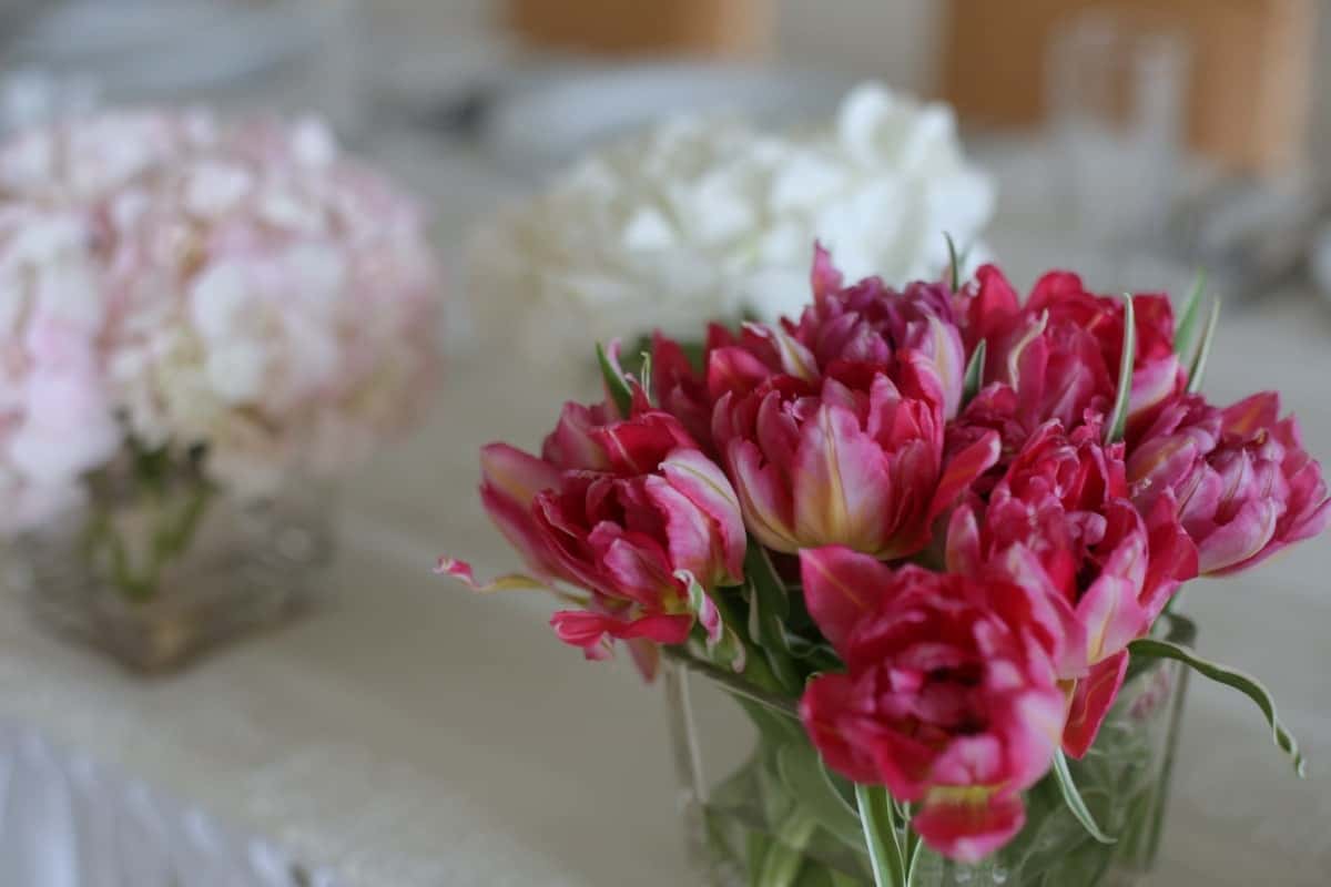 Babe Paley Facts tulips, reddish, vase, glass, flower, pink, wedding, spring, plant, flowers