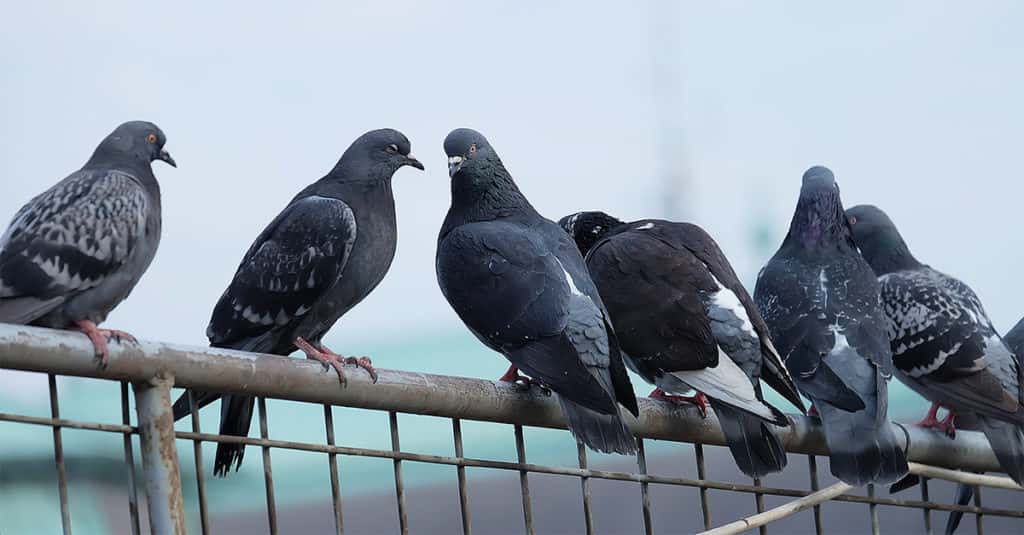 How Pigeons Went From Prized Prey To Metropolitan Menace