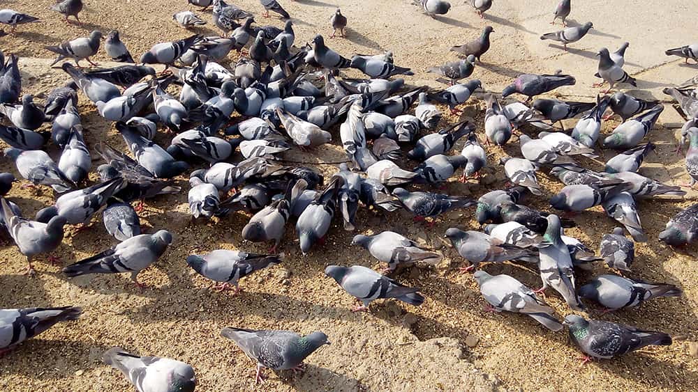 Why Are There Pigeons Everywhere?