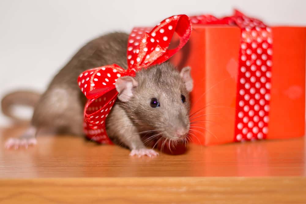 Worst Gifts Facts