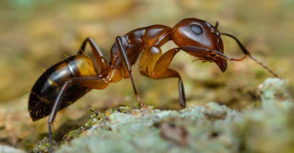 The Argentine Ant Is Taking Over The World
